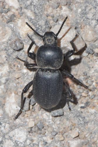 Réf. 259 319 : Scaurus atratus