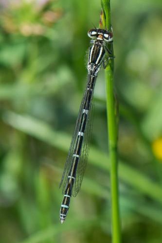 Réf. 259 075 : Coenagrion scitulum
