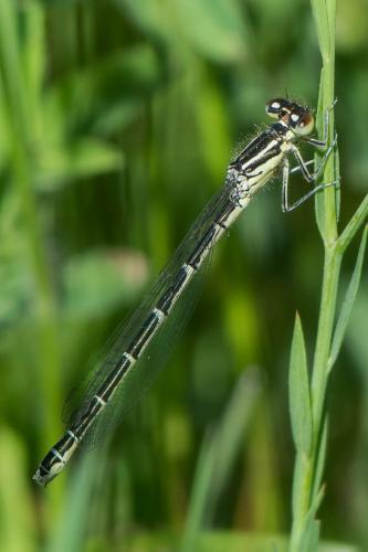 Réf. 259 073 : Coenagrion scitulum
