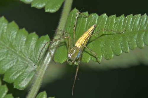 Réf. 259 745 : Oxyopes macilentus