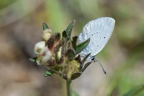 Cupido sp.