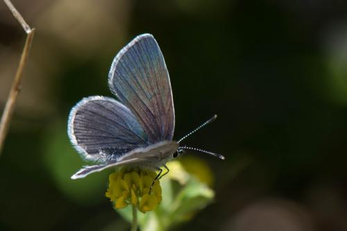 Cupido sp.
