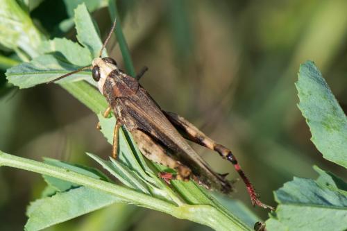 Réf. 259 973 : Aiolopus strepens