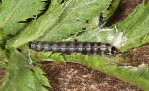 Réf. 259 153 : Cnephasia stephensiana