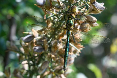 Réf. 259 913 : Somatochlora metallica
