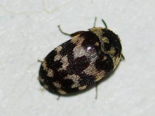 Attagenus trifasciatus