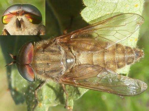 Tabanus promesogaeus