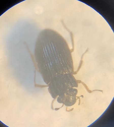 Helophorus sp.