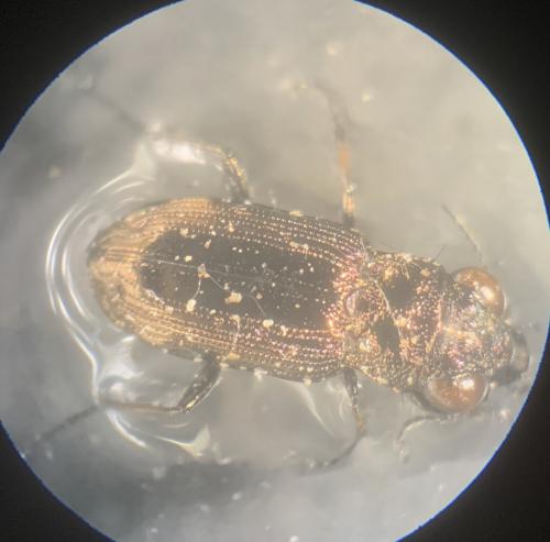 Réf. 259 488 : Notiophilus sp.