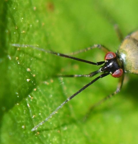 Réf. 259 902 : Plagiognathus arbustorum