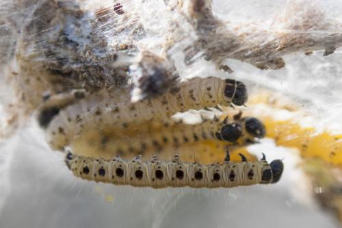 Yponomeuta sp.