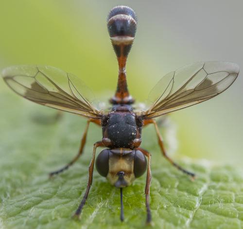 Réf. 259 852 : Physocephala vittata