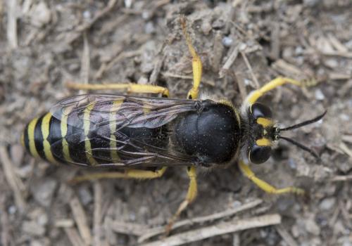 Réf. 259 855 : Bembix tarsata