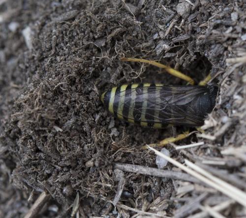 Réf. 259 857 : Bembix tarsata