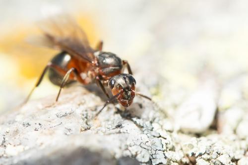 Formica rufa