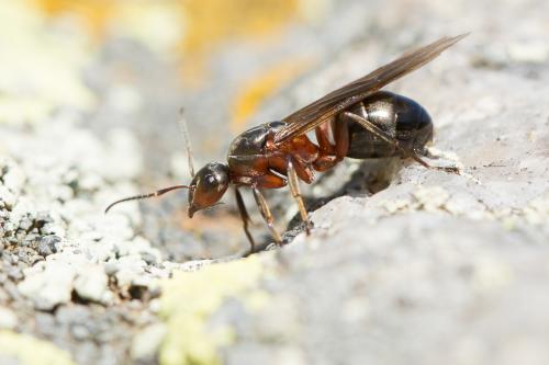 Formica rufa