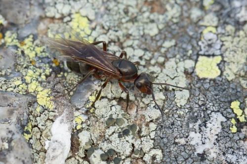 Formica rufa