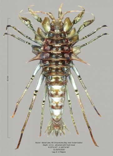 Réf. 259 150 : Acanthogammarus lappaceus