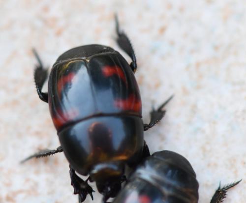 Hister quadrimaculatus
