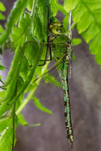Anax imperator