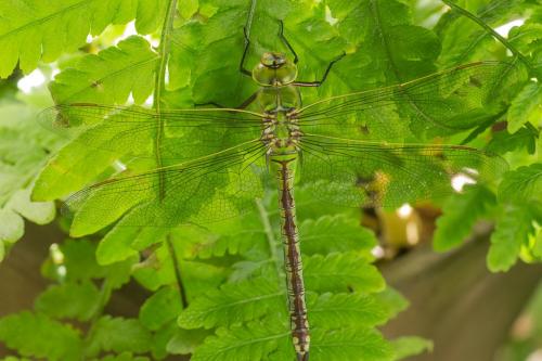 Réf. 259 623 : Anax imperator