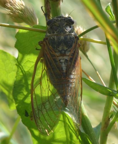 Tibicina haematodes