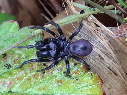 Réf. 259 311 : Atypus sp.