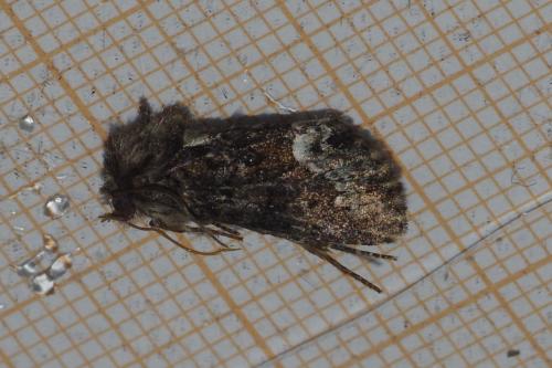 Réf. 259 436 : Oligia sp.