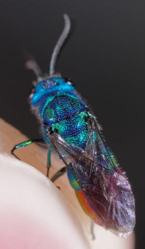 Chrysis fulgida