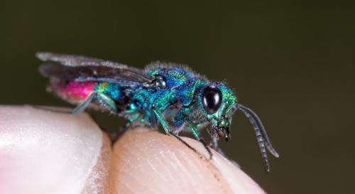 Chrysis fulgida