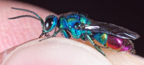 Chrysis fulgida