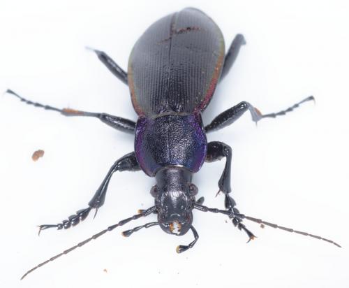 Réf. 259 726 : Carabus violaceus purpurascens