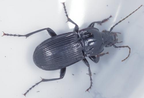 Réf. 259 729 : Abax parallelepipedus
