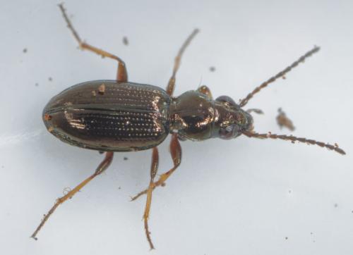 Réf. 259 749 : Bembidion lampros