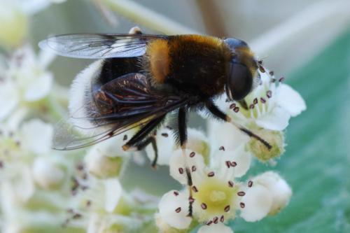 Réf. 259 001 : Eristalis intricaria