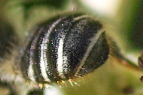 Megachile sp.