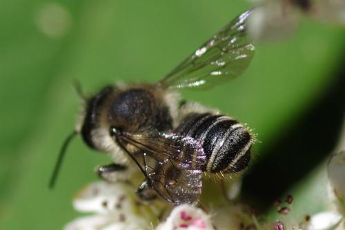 Megachile sp.