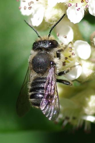Megachile sp.