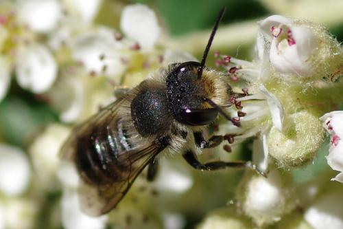 Megachile sp.