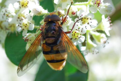 Réf. 259 130 : Volucella zonaria