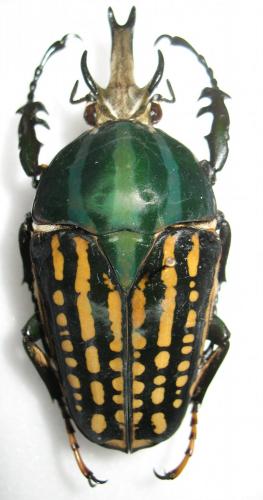 Chelorhinella romyae