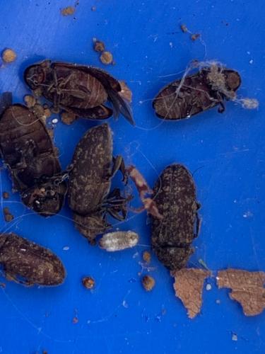 Réf. 259 214 : Xestobium rufovillosum