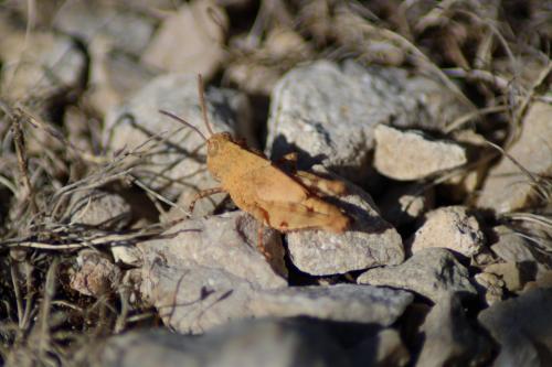 Réf. 259 606 : Oedipoda sp.