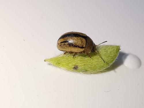 Gonioctena olivacea
