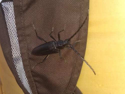 Cerambyx cerdo