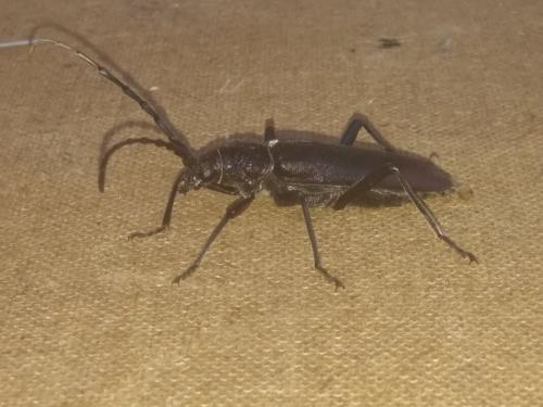 Cerambyx cerdo