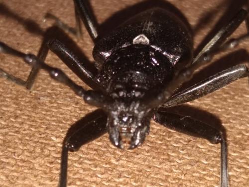 Cerambyx cerdo