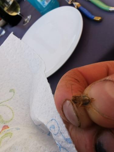 Ectobius sp.