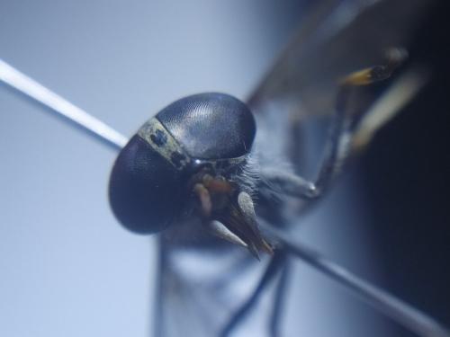 Réf. 259 376 : Tabanus glaucopis