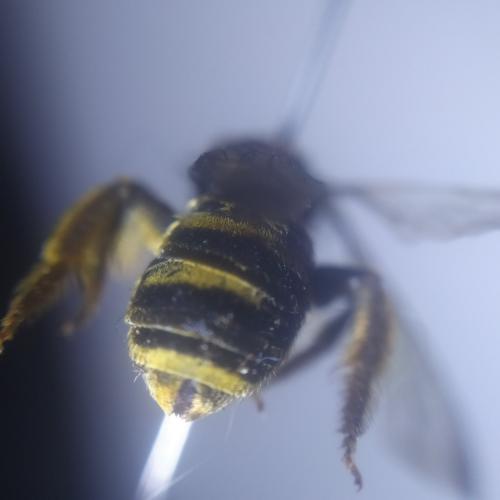 Halictus scabiosae